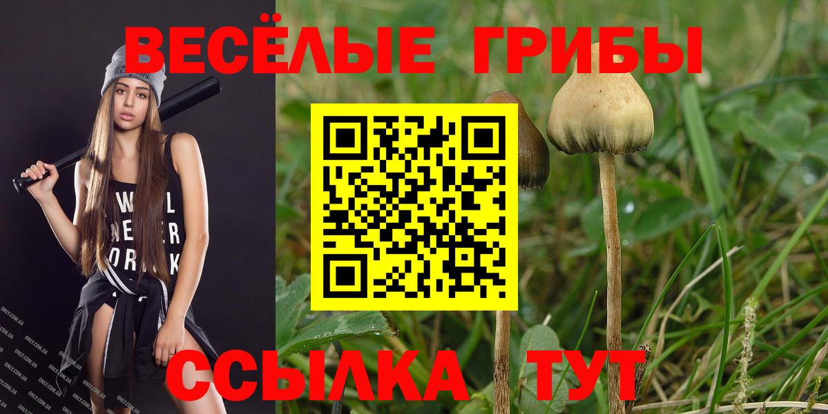 Псилоцибиновые грибы GOLDEN TEACHER  Вход с VPN  Псилоцибиновые грибы Psilocybine cubensis  Кизилюрт 